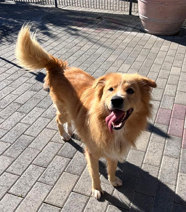 DIOR CAGNOLINO FULVO Foto 2